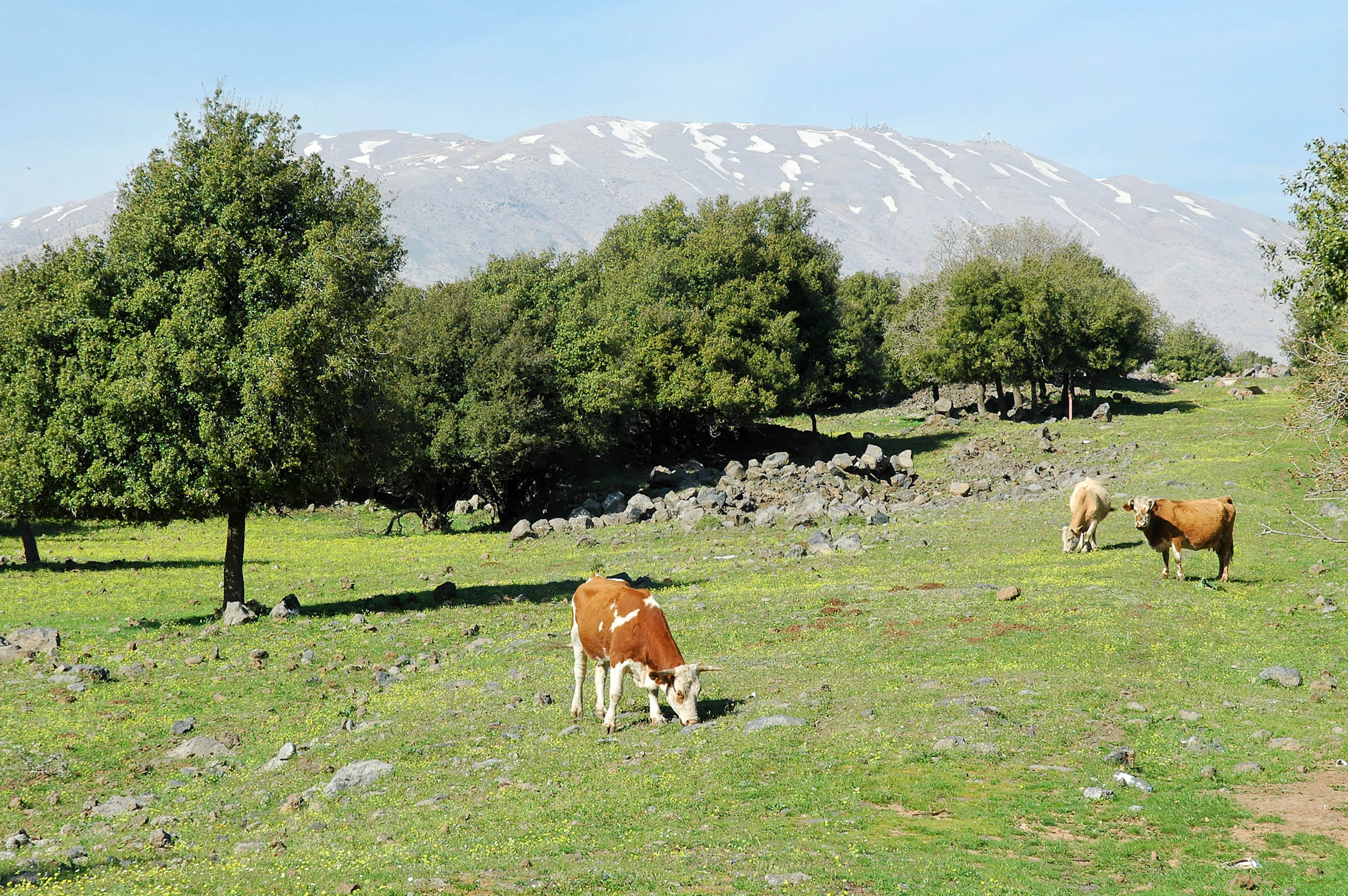 Cows of Bashan with Mount Hermon. Courtesy of the [Pictorial Library of Bible Lands](https://www.bibleplaces.com)