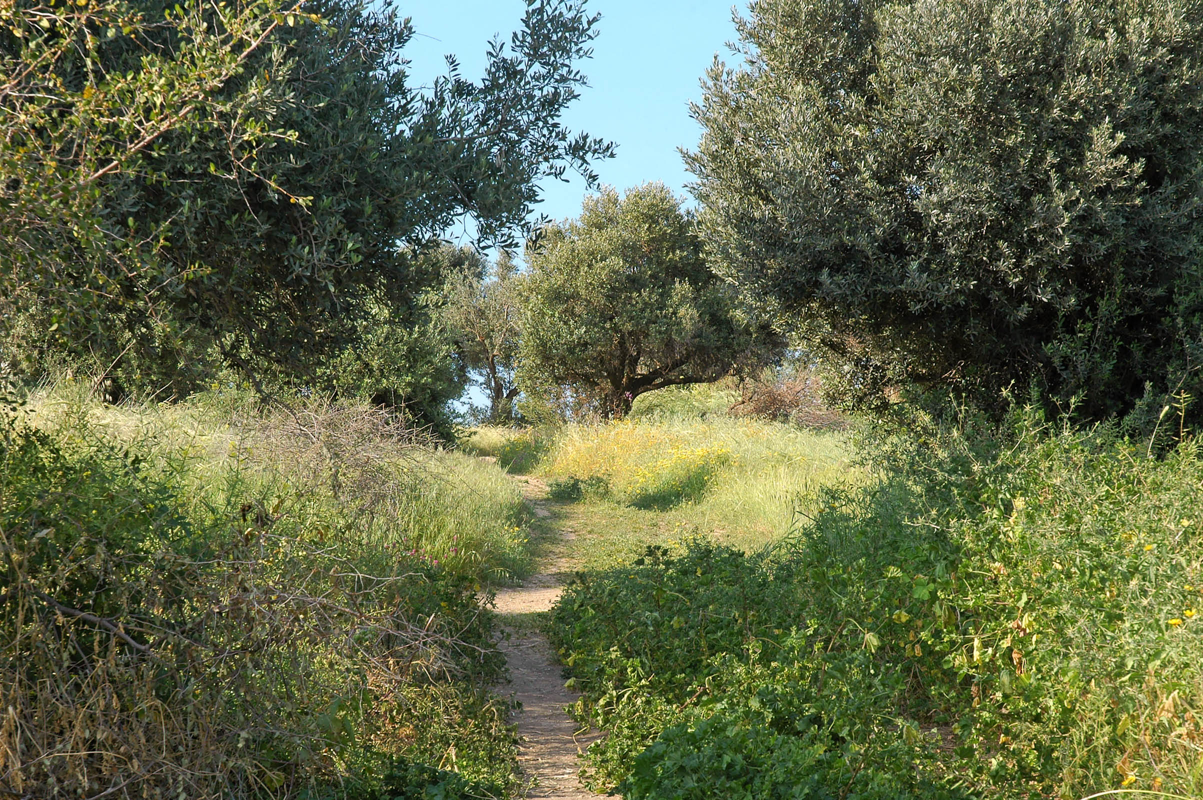 Mount of Beatitudes path through an olive grove. This vicinity is the suggested location of Yeshua's teachings we call 'the Sermon on the Mount' (Matthew 5-7).  Courtesy of the [Pictorial Library of Bible Lands](https://www.bibleplaces.com)