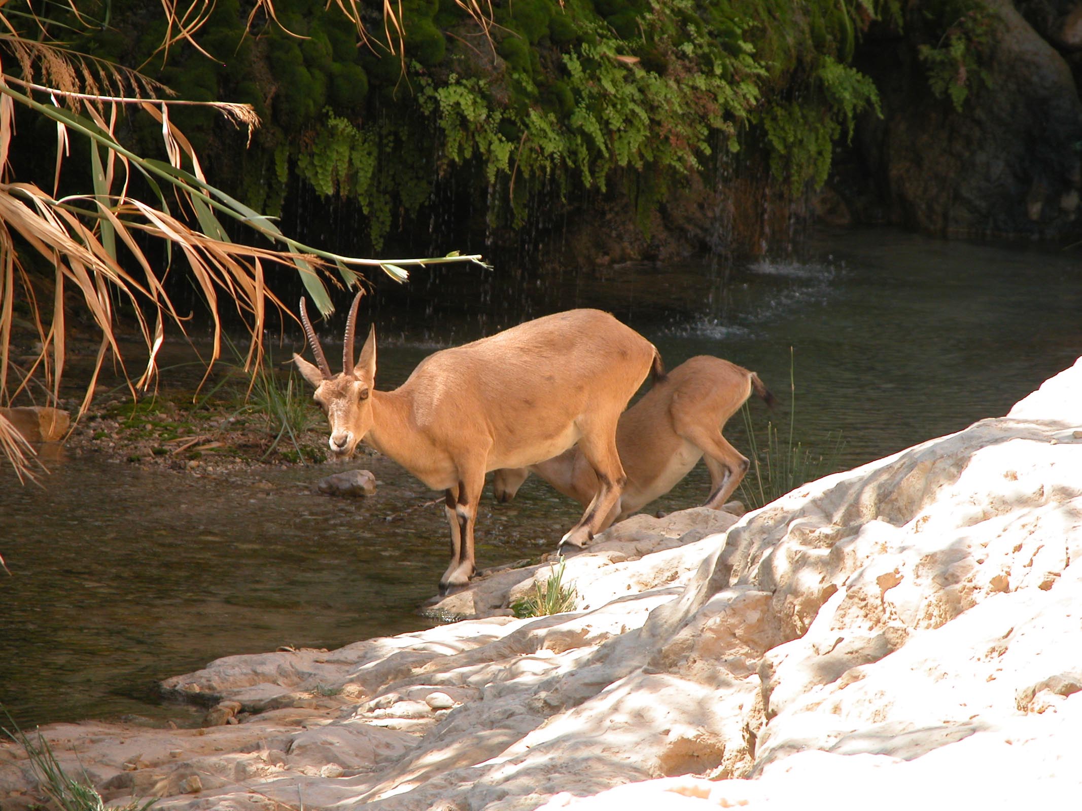 Ibex drinking from Nahal David at En Gedi.  En Gedi is the suggested location of the 'desert stronghold' referenced in 1 Chronicles. Courtesy of the [Pictorial Library of Bible Lands](https://www.bibleplaces.com)